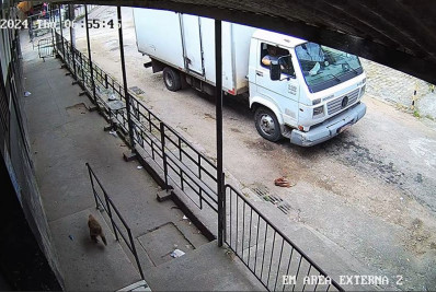 Vídeo: Macaco foge do BioParque e vai parar em presídio