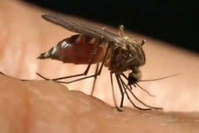 Cachoeiras de Macacu registrou 33 casos de Febre Oropouche em janeiro