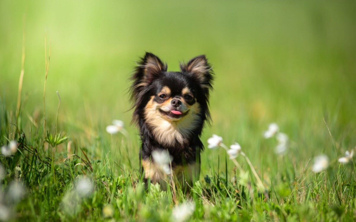 O chihuahua &eacute; um dos menores e mais encantadores cachorros do mundo (Imagem: Evgeniia Shikhaleeva | Shutterstock)