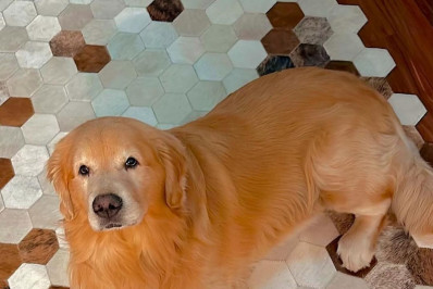 Cachorro morre por 'falha operacional' em transporte de empresa aérea