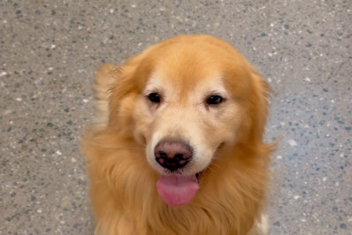 Anac e ministério vão investigar morte de cão em voo da Gol