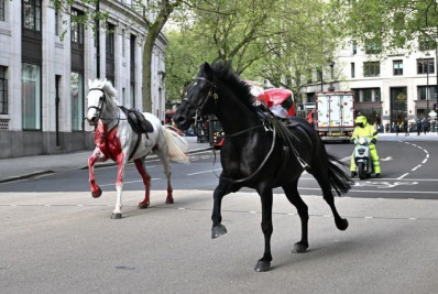 Vídeo: Cavalos do exército fogem no centro de Londres e deixam quatro feridos