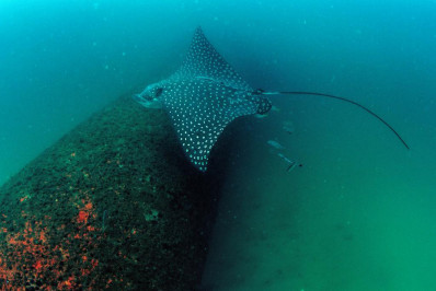 Peru cria reserva natural marinha na fronteira com o Equador