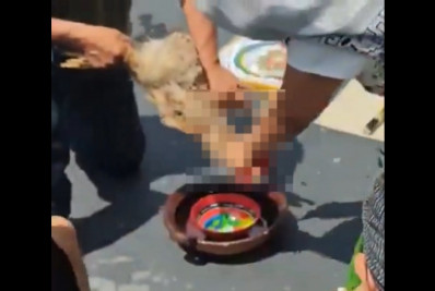 Sacrifício de uma galinha transmitido pelo Senado do México provoca escândalo