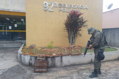 Sete pássaros silvestres são apreendidos em Rio das Flores