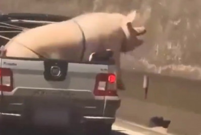 Porco e cabrito são transportados em caminhonete de forma irregular em rodovia de SP; veja vídeo