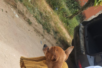 Mulher é presa em flagrante por maus-tratos de animais na Baixada