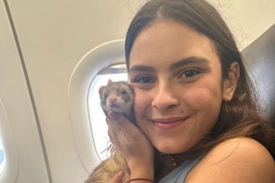 Estudante entra com pedido de liminar e consegue transportar furão em cabine de avião