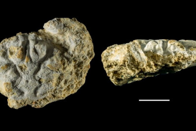 Nova espécie de caranguejo, com mais de 20 milhões de anos, é identificada no Brasil