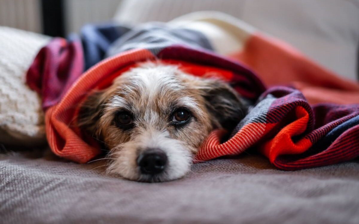 Redobrar os cuidados com os pets no frio ajuda a evitar problemas de saúde (Imagem: Sonja Rachbauer | Shutterstock) 
