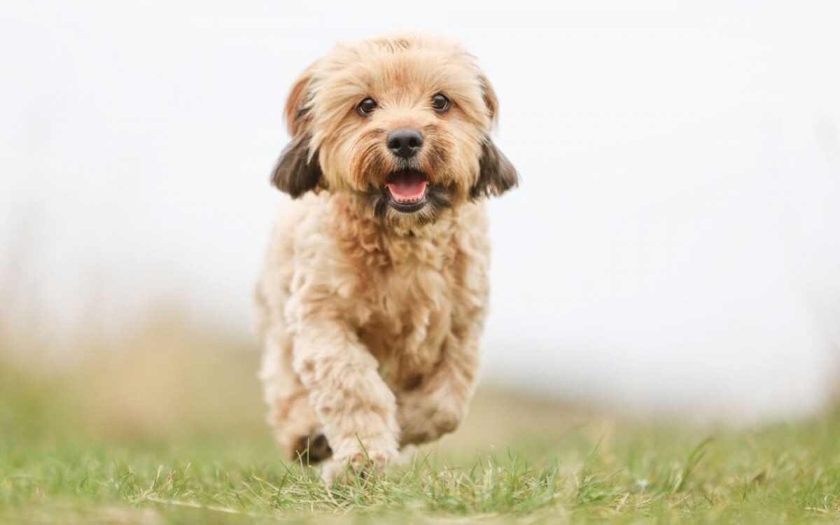 Deve-se avaliar as características físicas e comportamentais do cão para conhecer sua provável origem (Imagem: Dyrefotografi | Shutterstock)