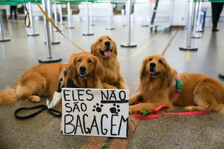 Após morte de Joca, tutores se manifestam no aeroporto de Brasília