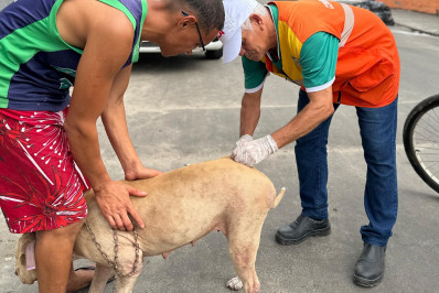 Campanha de Vacinação Antirrábica imuniza mais de 1.500 cães e gatos em Belford Roxo