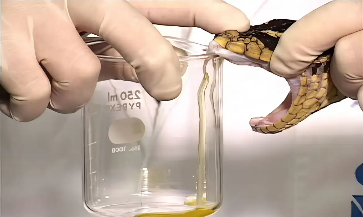 Saúde altera distribuição de soro antiofídico em terras indígenas