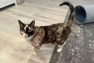 EUA: gata sobrevive após viajar centenas de quilômetros em pacote da Amazon