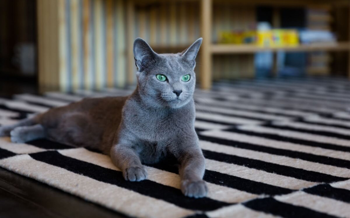 O gato azul russo é considerado um dos mais elegantes do mundo (Imagem: Irina Borodovskaya | Shutterstock)