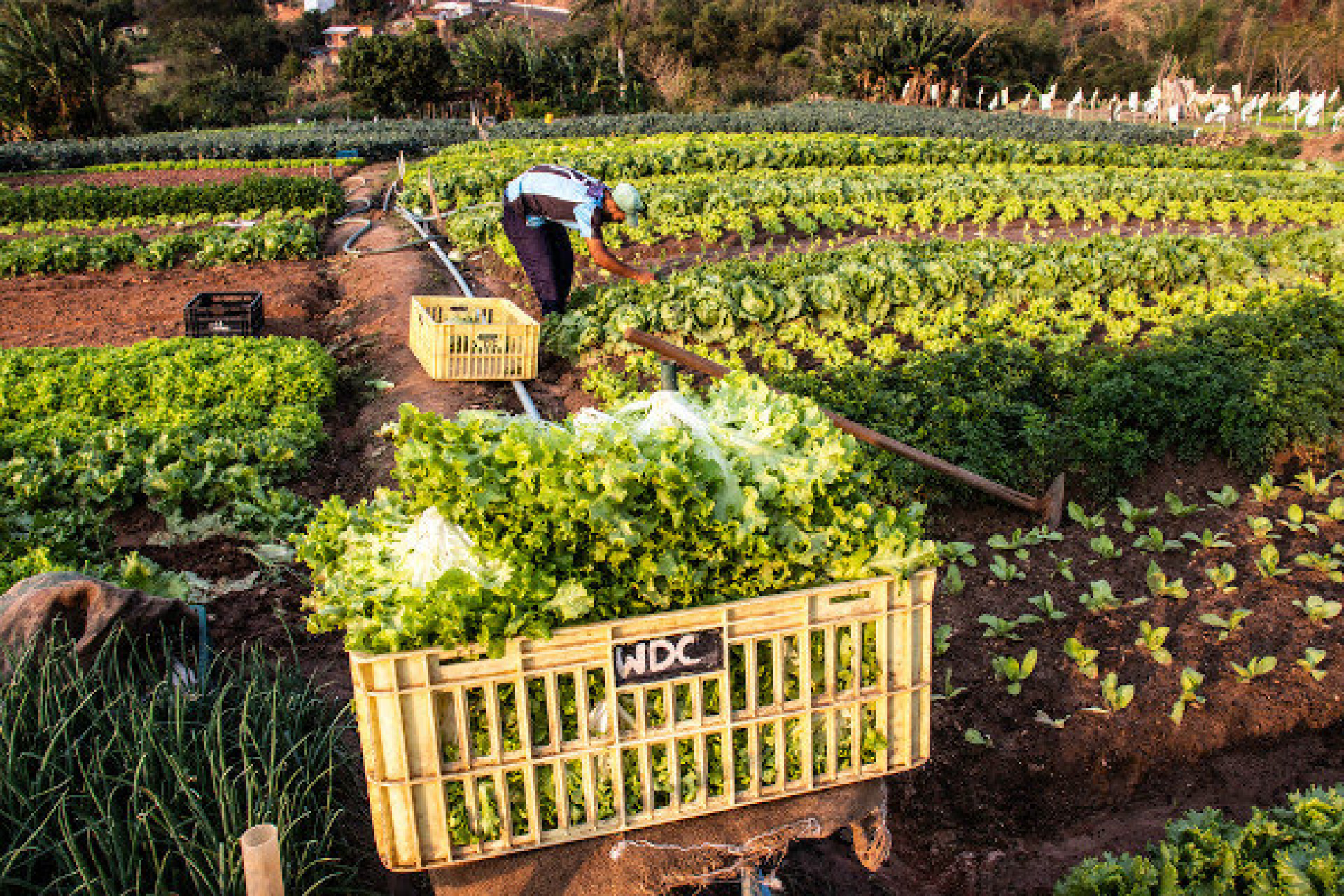 Agricultura Familiar: Lula Sanciona R$ 500 Mi em Financiamento 2023