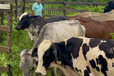 Macaé conquista selo de Zona Livre de Vacinação e prepara exportação de gado