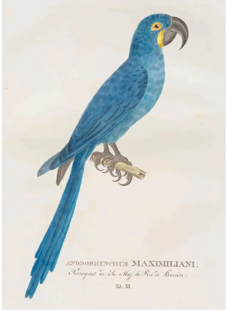 Johann Baptist von Spix