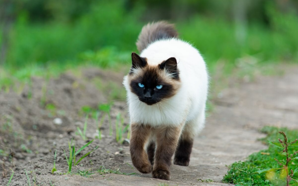 Para proteger a sa&uacute;de e a seguran&ccedil;a dos gatos, &eacute; essencial evitar seu acesso livre &agrave;s ruas (Imagem: ecuadorplanet | Shutterstock)