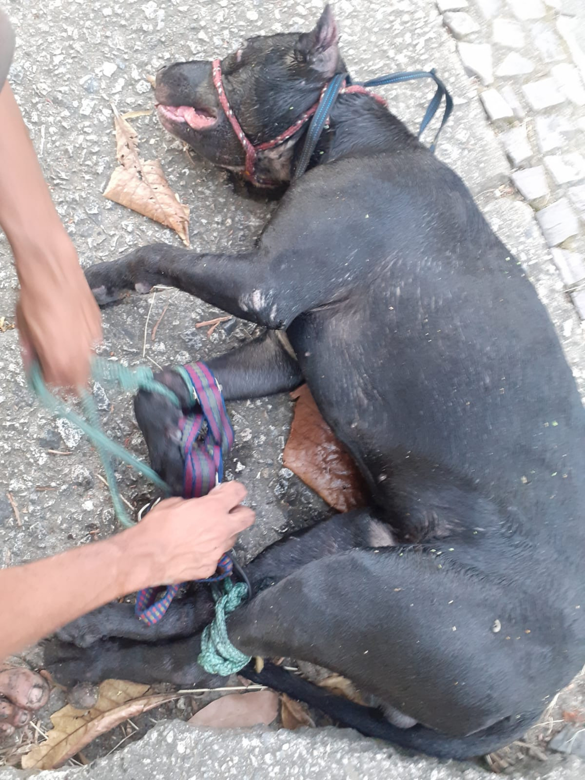 Cachorro estava com patas e focinho amarrados