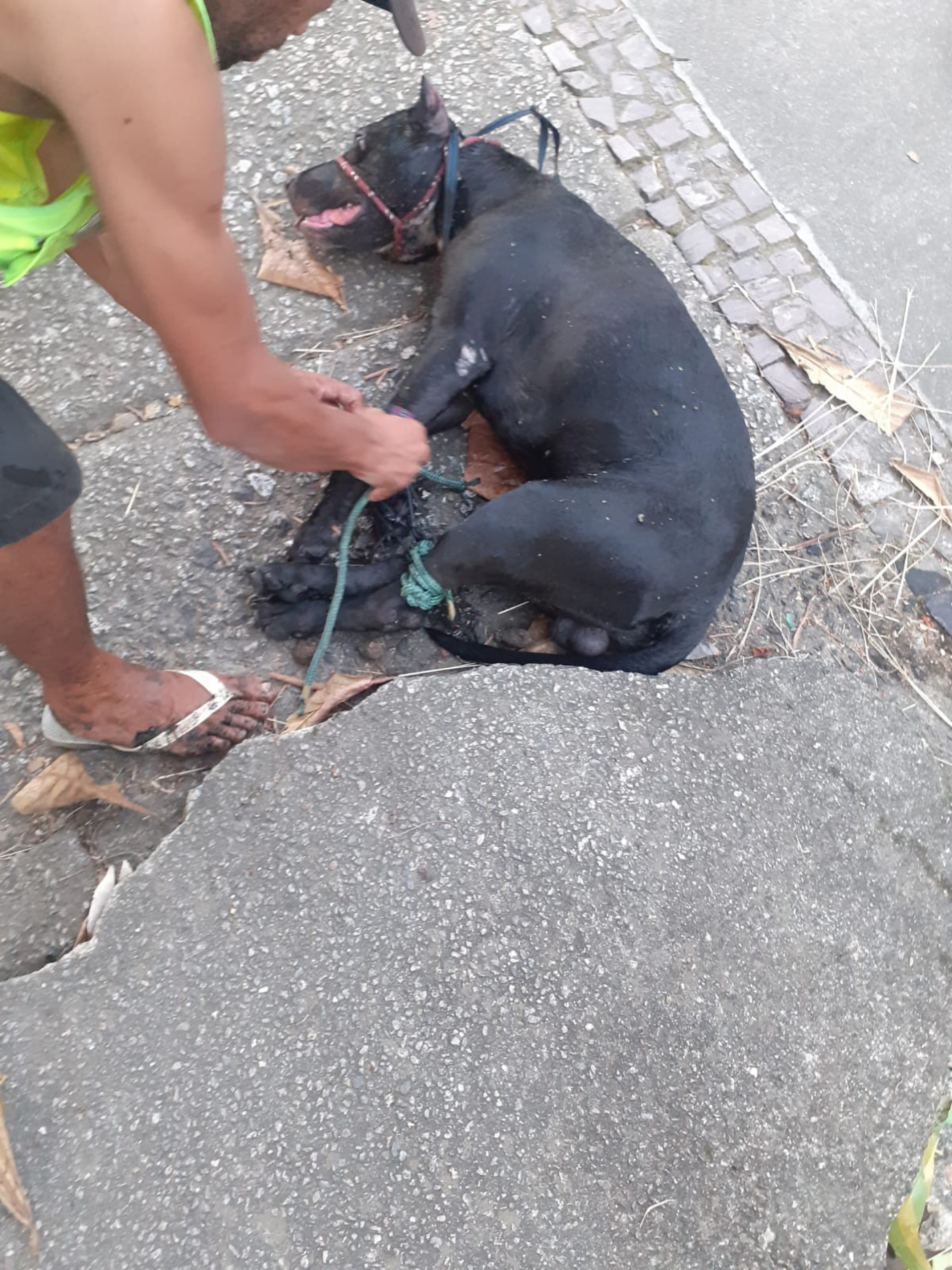 Cachorro estava com patas e focinho amarrados