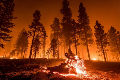 Brasil registra recorde de incêndios florestais entre janeiro e abril