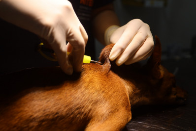 Ação Animal chega no Vital Brazil e oferece gratuitamente microchip e vacina antirrábica