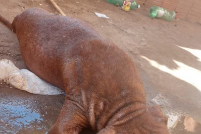 Homem é preso por maltratar cachorro que morreu em Barra do Piraí