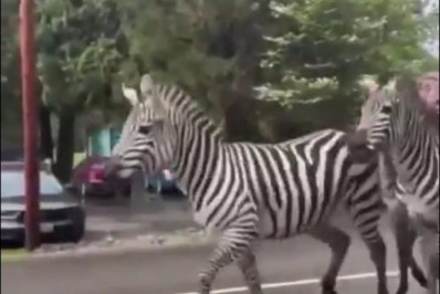 Z, uma zebra à solta nos EUA, segue sem ser encontrada
