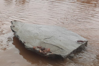 Em Porto Alegre, baratas invadem ruas do centro após inundação