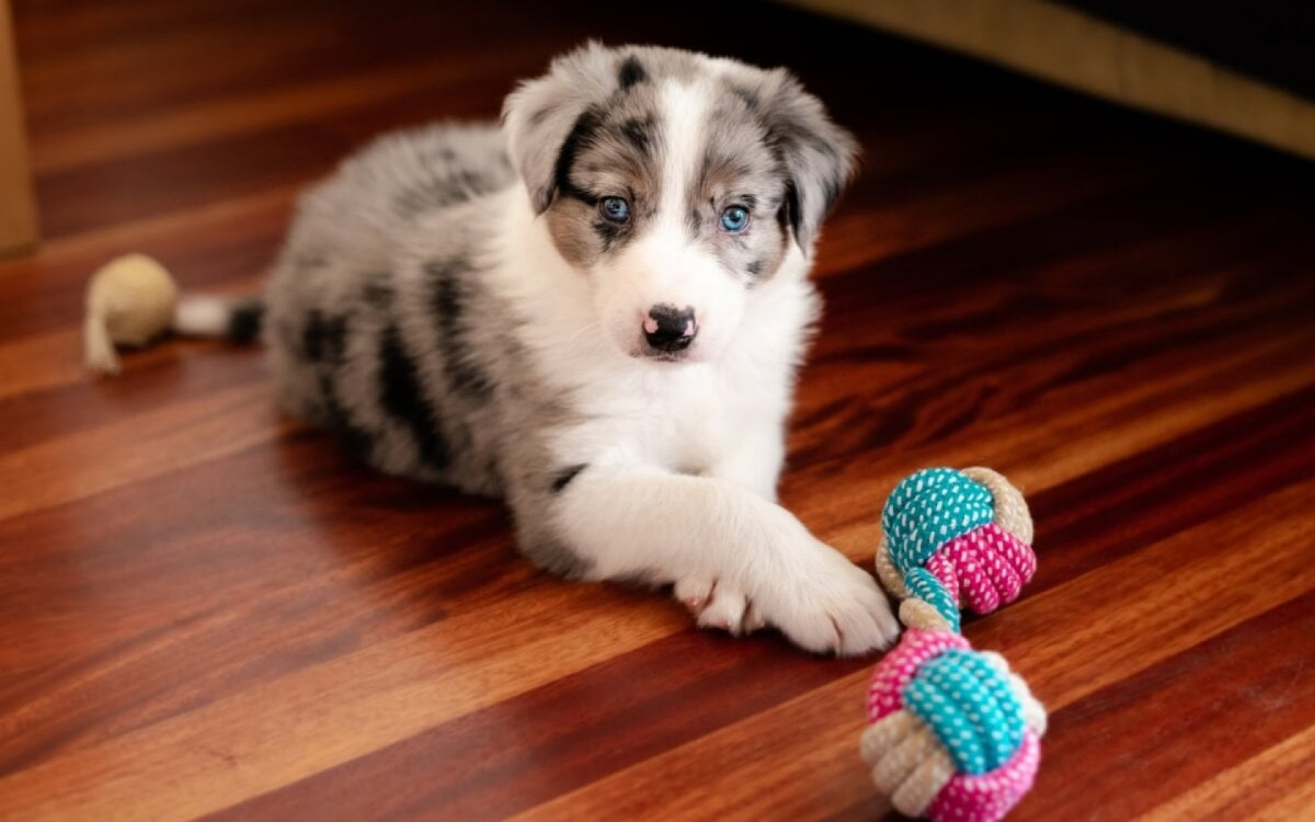 É preciso ter cuidado com alguns brinquedos para manter o bem-estar dos pets (Imagem: Annorak Nk | Shutterstock) 