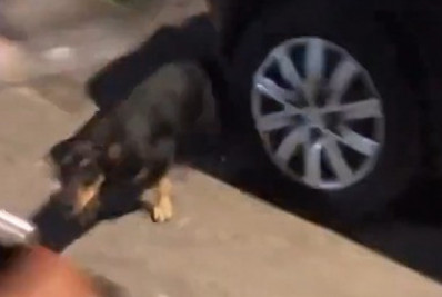Vídeo: cachorro vira-lata se esconde atrás de carro para atacar motociclista