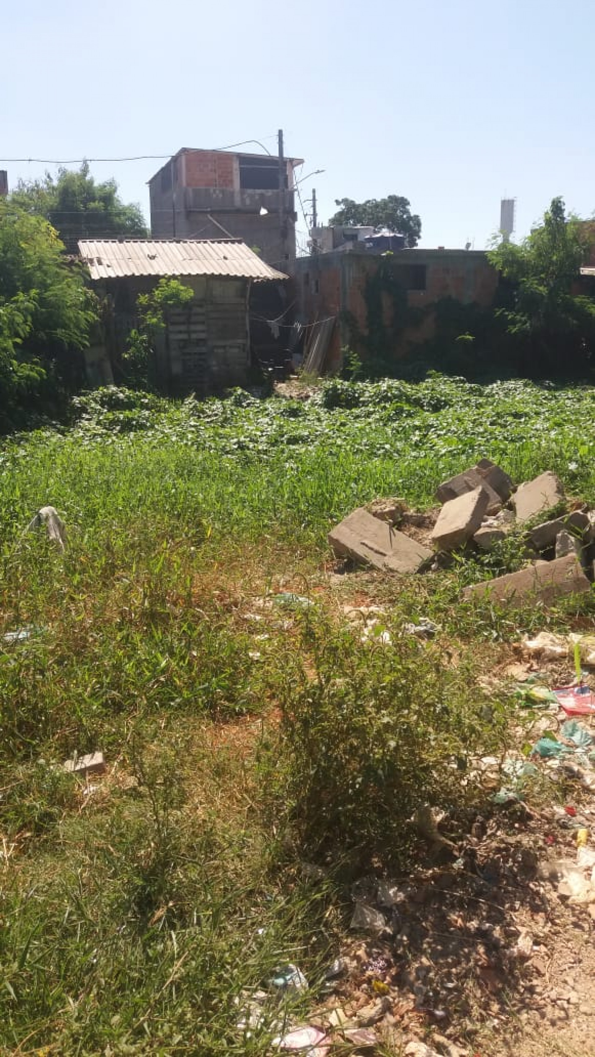 Brejo onde jacaré atacou Alerrandro fica nos fundos da casa da mãe a da avó - Arquivo Pessoal