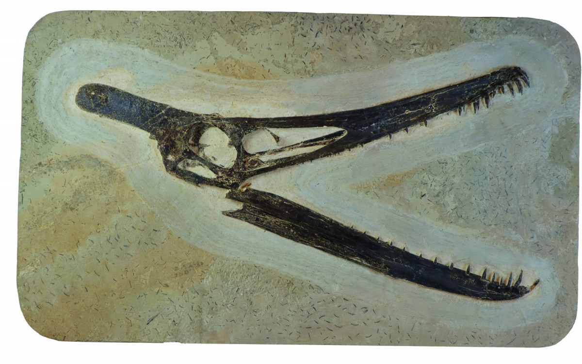 Crânio do Pterossauro Ludodactylus - Handerson Oliveira