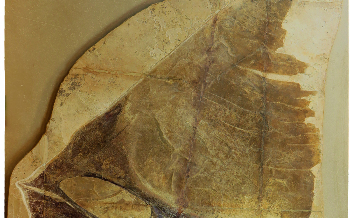 Crânio do Pterossauro Tupandactylus imperator - Handerson Oliveira