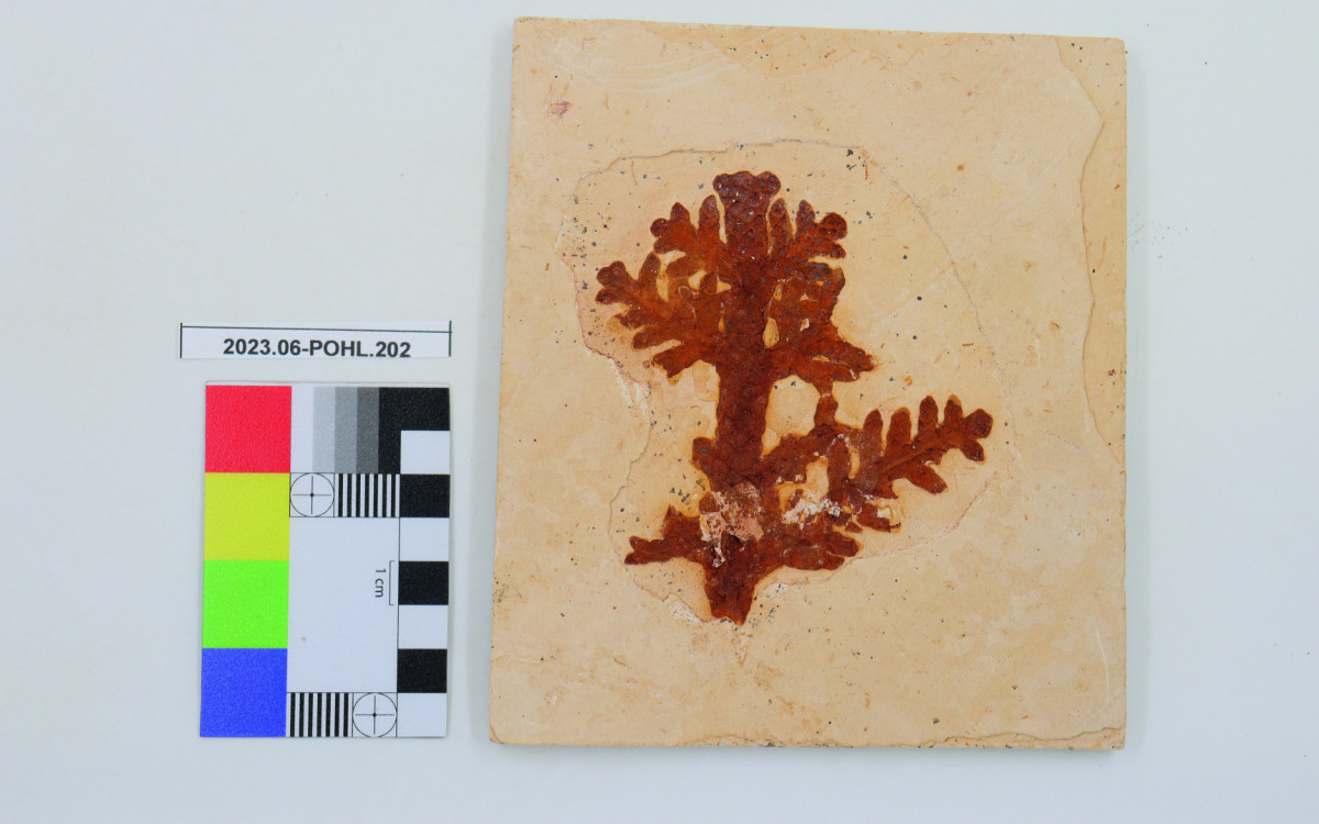 Fóssil de planta - Brachyphyllum - Handerson Oliveira