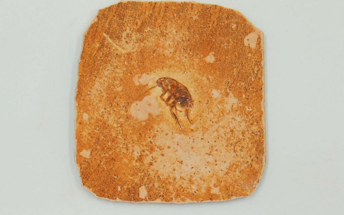 Inseto fóssil - Handerson Oliveira