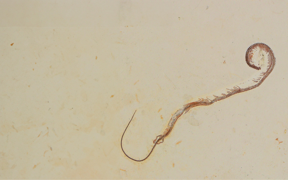 Tetrapodophis amplectus, representante de um raro aquaticos extinto, Squamata Dolichosauridae 01 - Handerson Oliveira