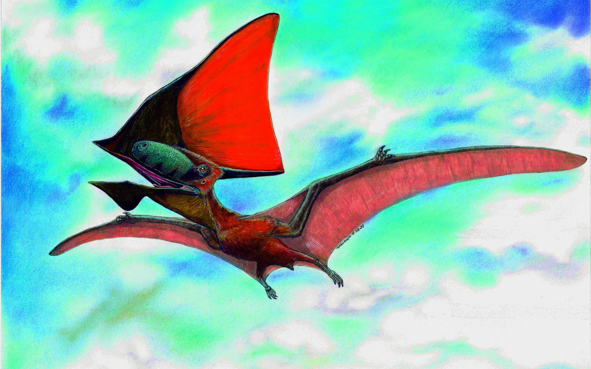 Ilustração de Tupandactylus - Maurilio Oliveira