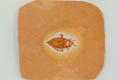 Museu Nacional recebe coleção de mais de mil fósseis originários do Nordeste