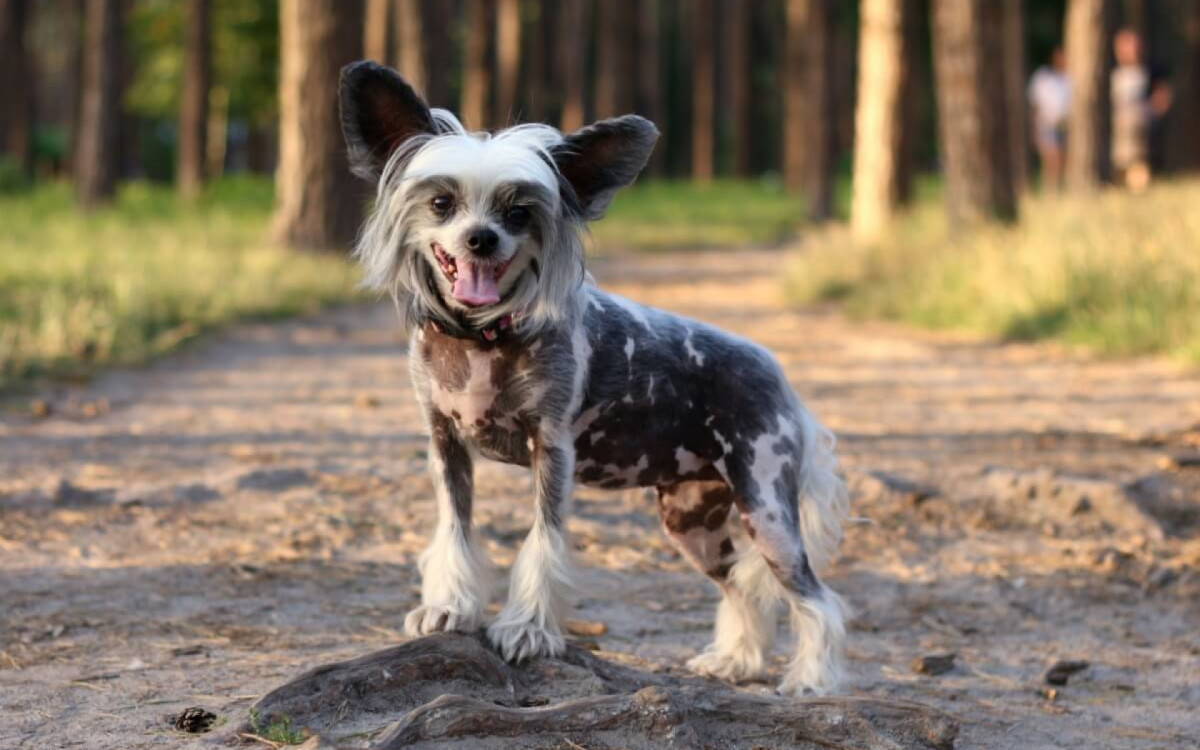 Alguns cachorros se destacam por suas caracter&iacute;sticas f&iacute;sicas distintas (Imagem: Anna_Bondarenko | Shutterstock)