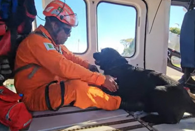 Cão Rio, que atuou em Petrópolis, reforça equipe do Corpo de Bombeiros enviada ao RS