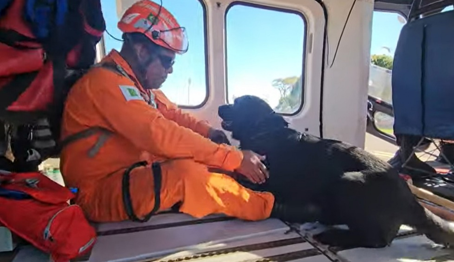 Cão Rio, de 4 anos, desembarcou no Sul nesta terça-feira (7) - Reprodução