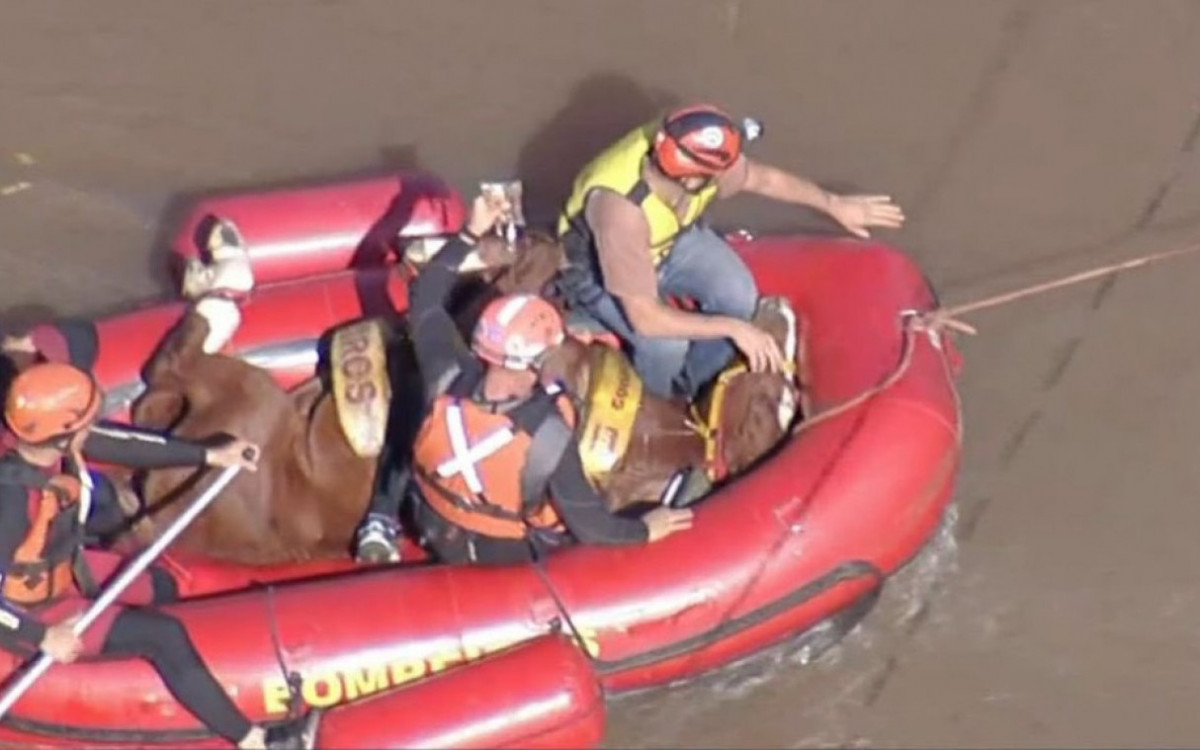 Caramelo foi resgatado pelos bombeiros ap&oacute;s passar cinco dias no telhado de uma casa