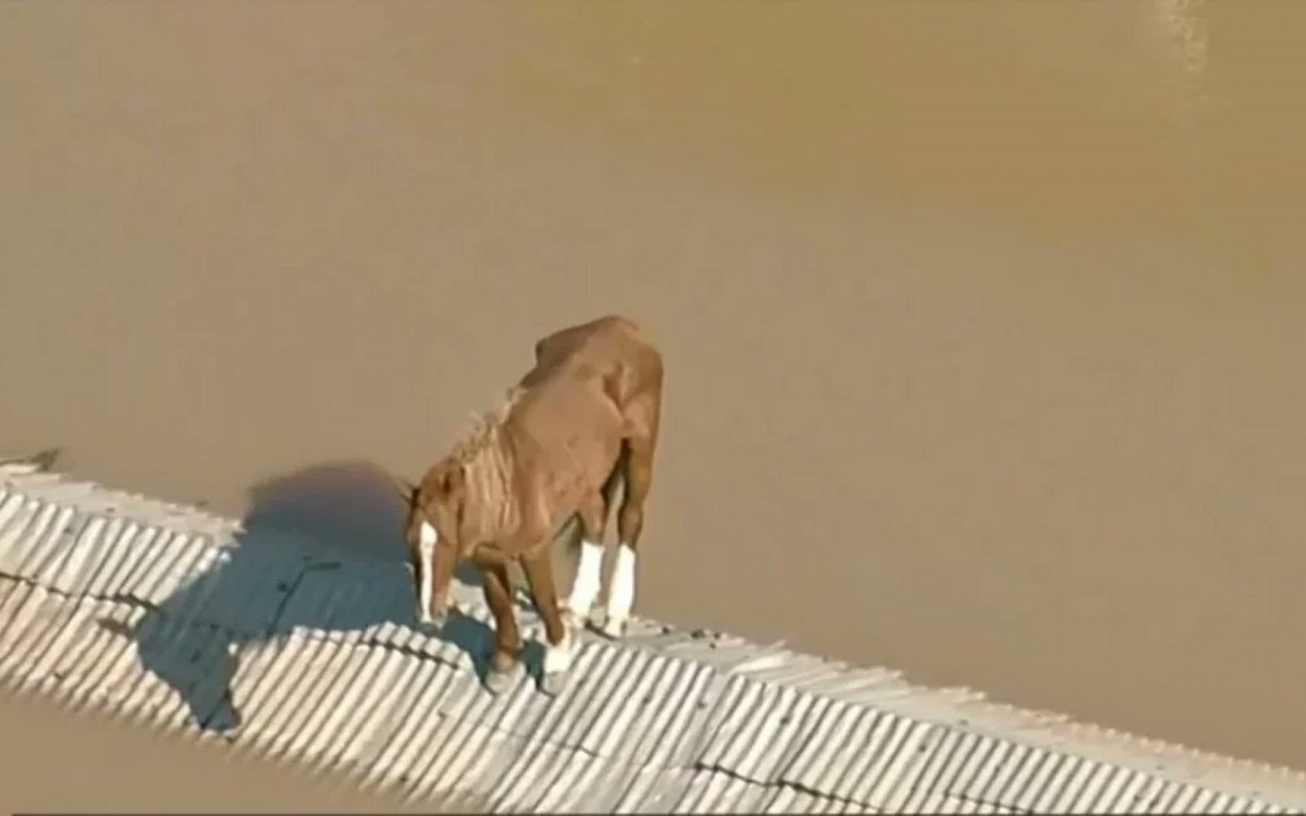 Cavalo Caramelo ilhado em telhado durante enchente em Canoas, no RS - Reprodução / GloboNews