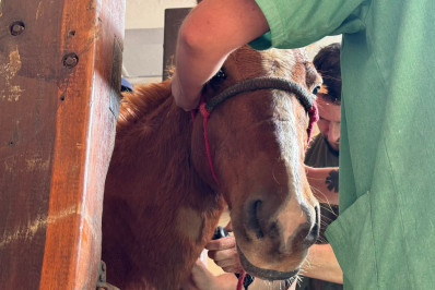 Cavalo ou égua? Após confusão, hospital confirma que Caramelo, resgatado no RS, é macho