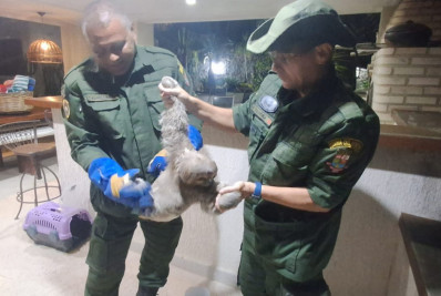 Guarda Municipal resgata bicho-preguiça que tentava entrar numa casa em Itaipu