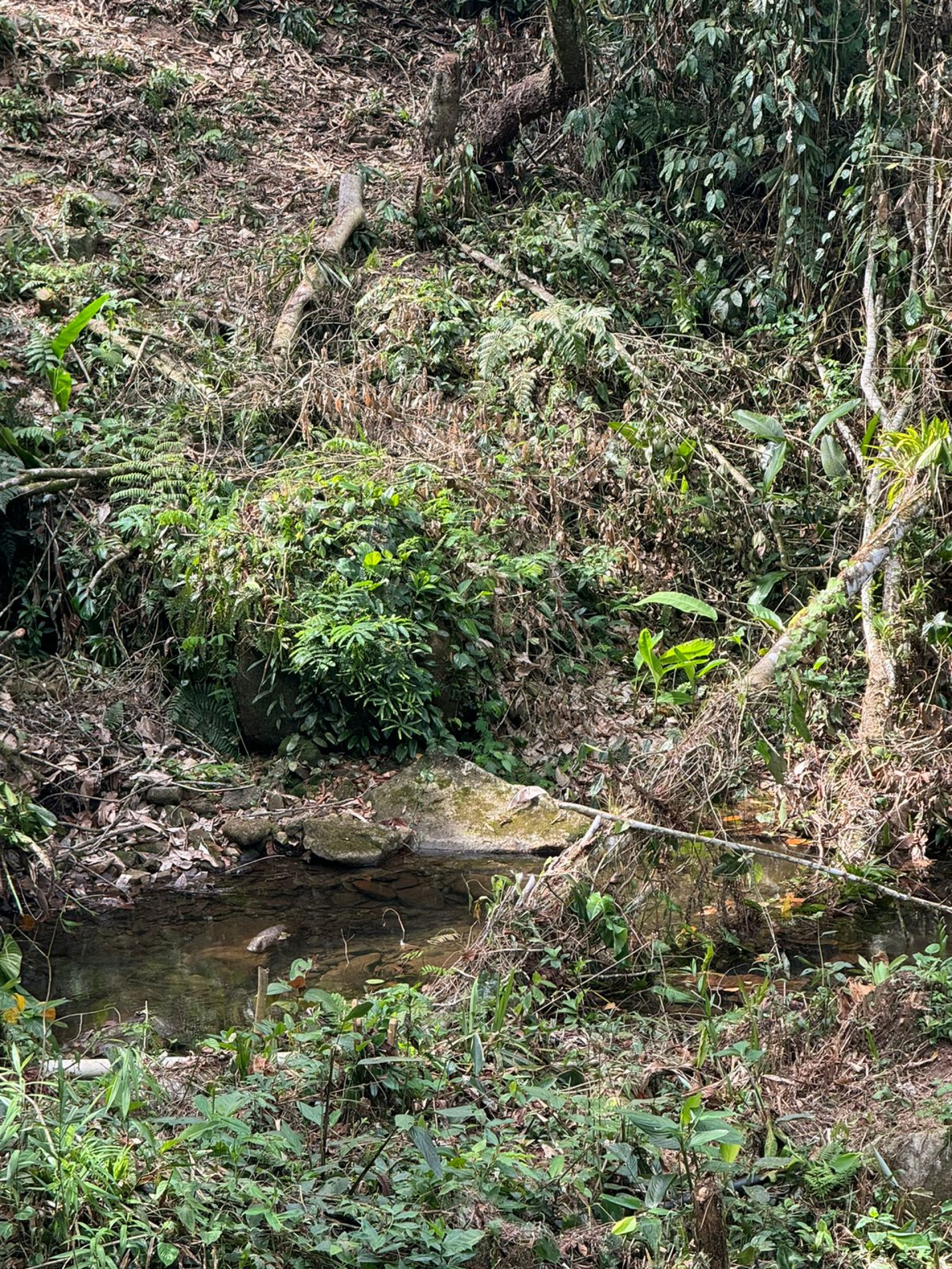 Desmatamento em Paraty - Divulgação Disque Denúncia