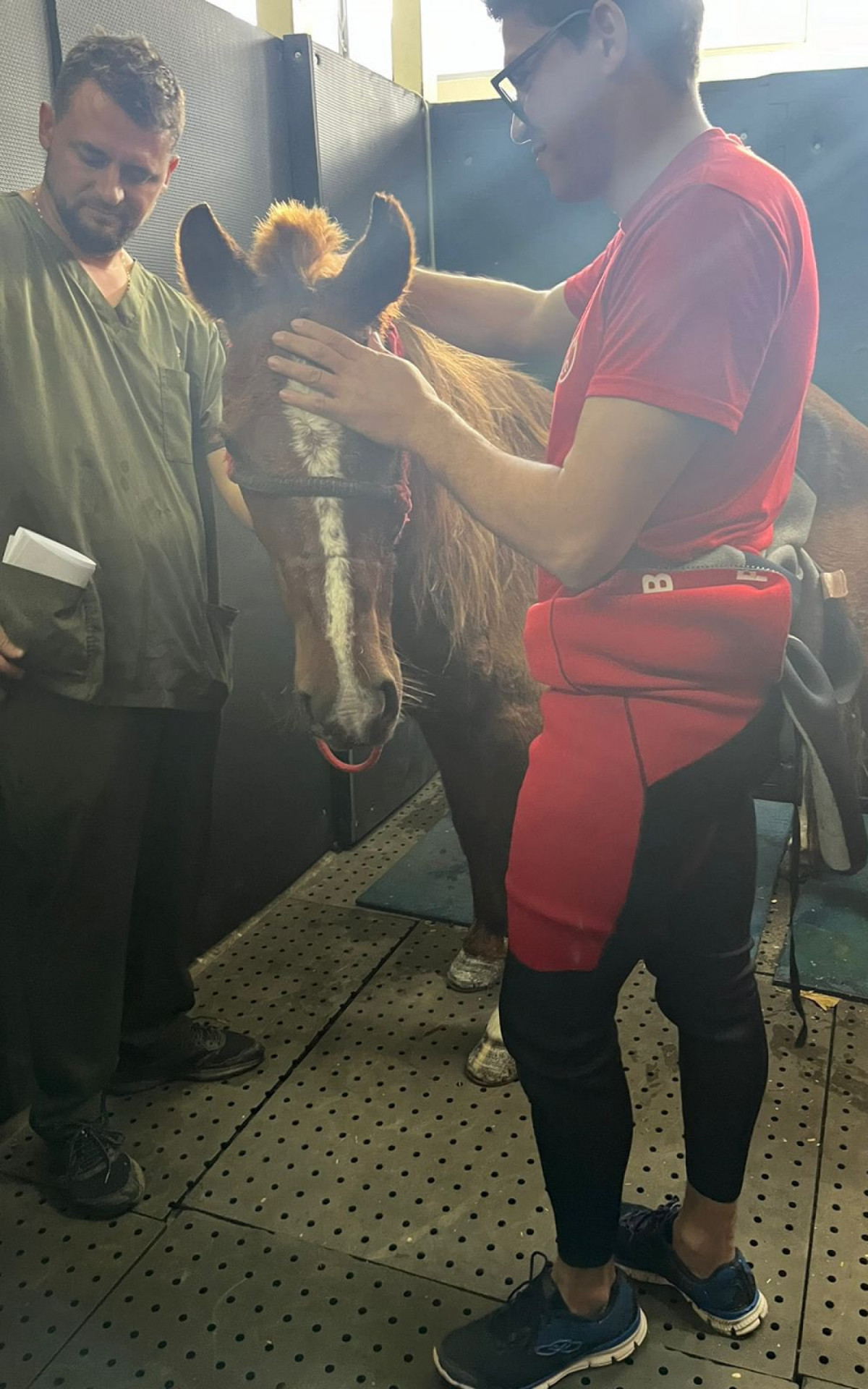 Cavalo Valente Caramelo recebendo atendimento na Universidade Luterana do Brasil (Ulbra)
 - Reprodução 